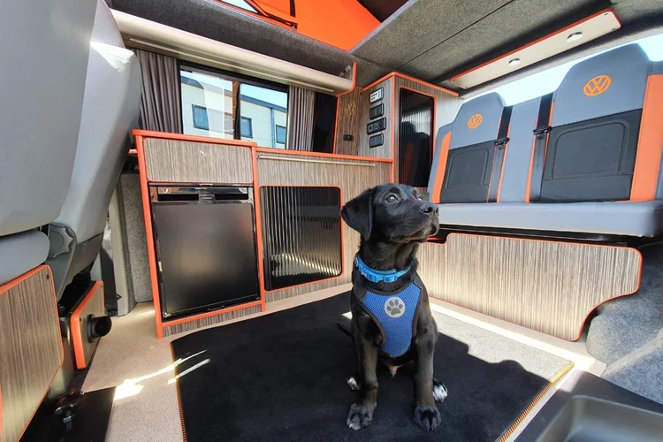 VW Camper conversion with dog sat inside
